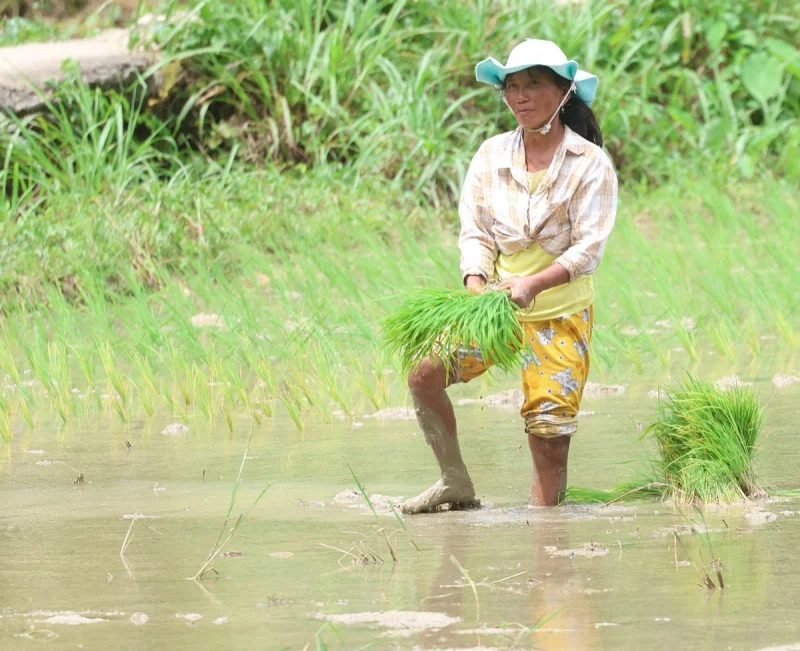Rice planting in Batadbatad, Moalboal