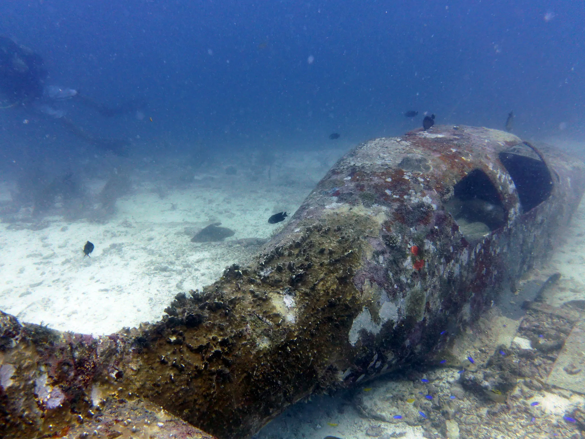 Airplane wreck dive site in Moalboal