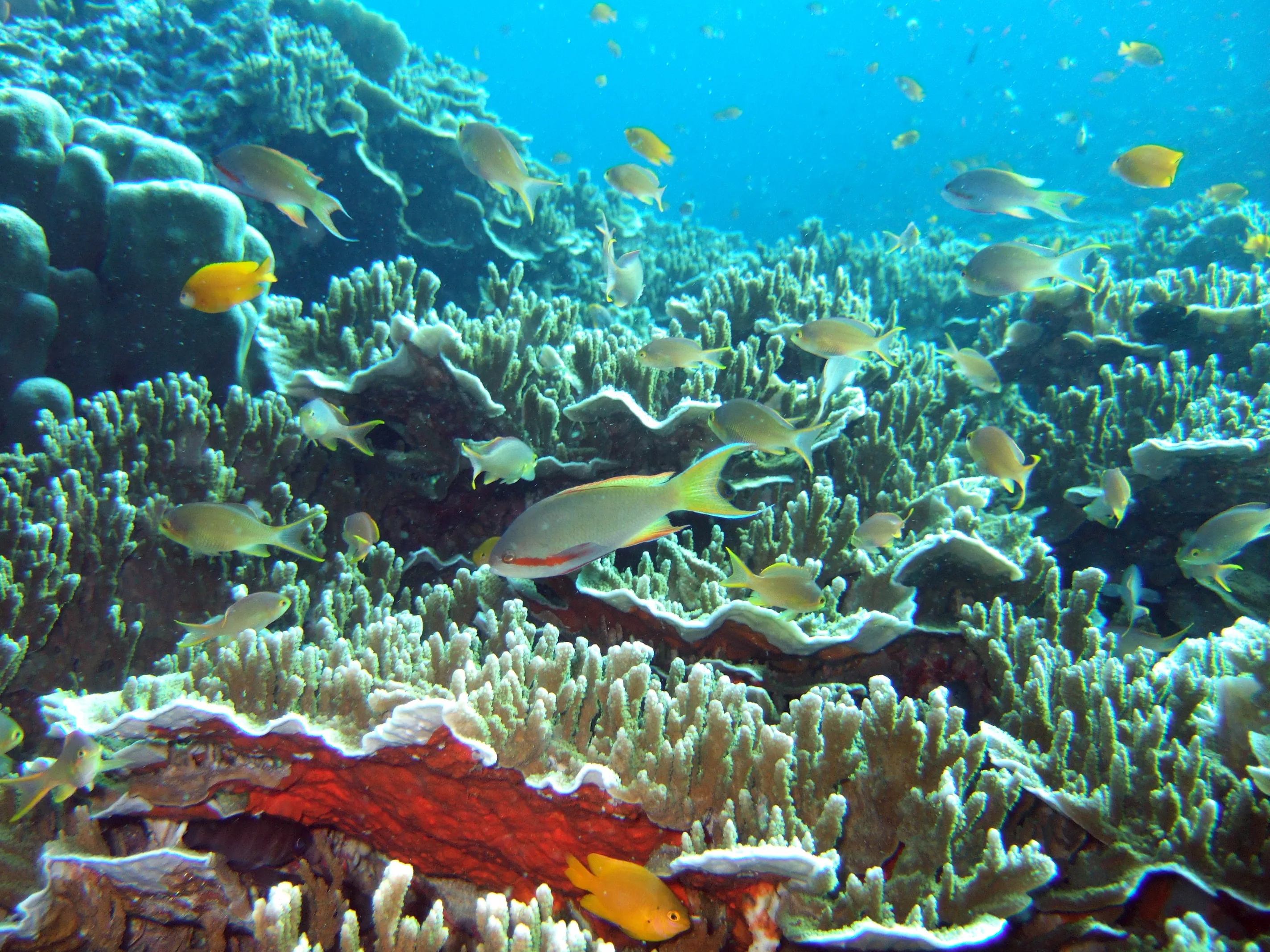 Underwater coral garden in Moalboal