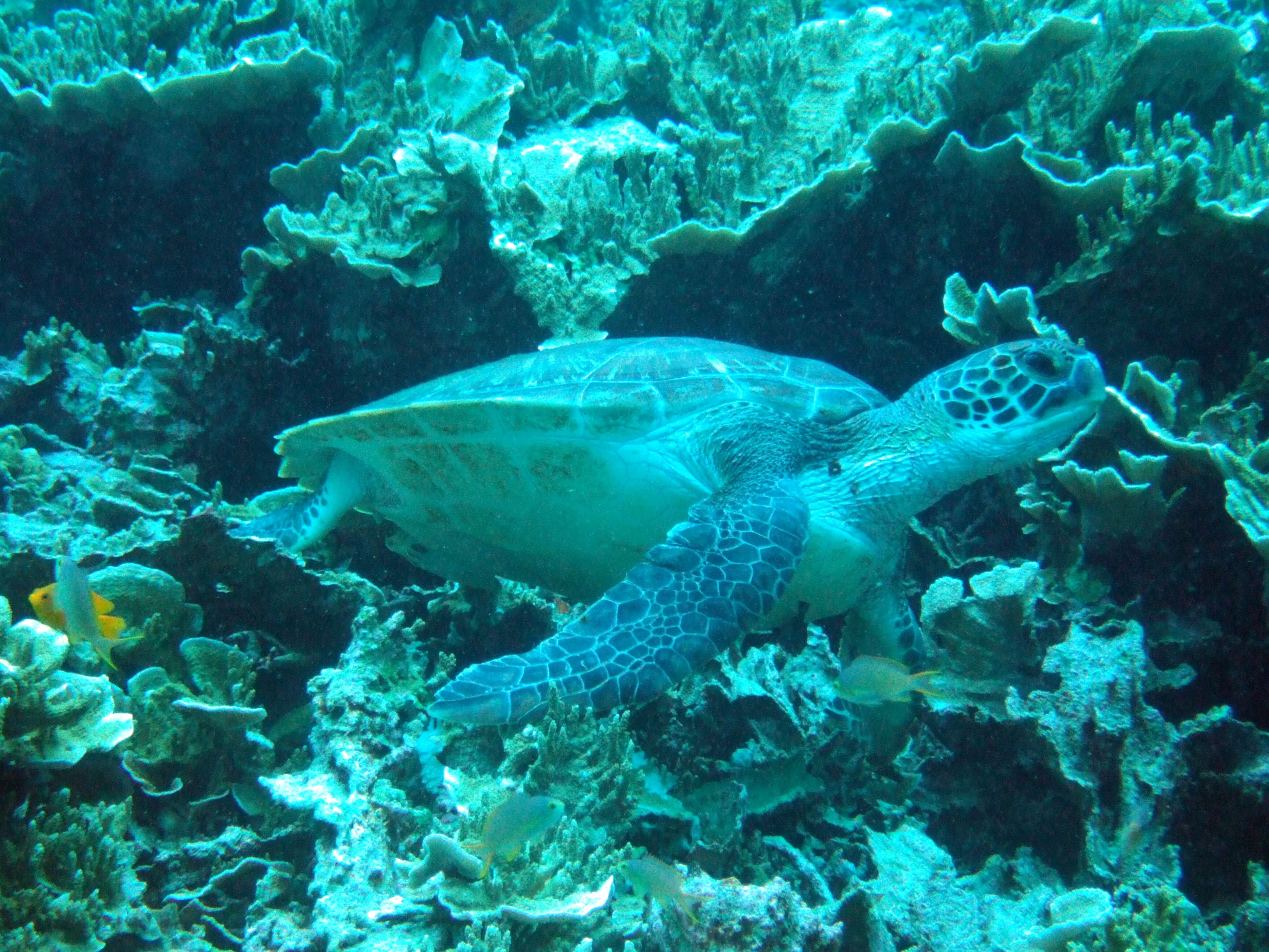 Scuba divers exploring coral reefs in Moalboal