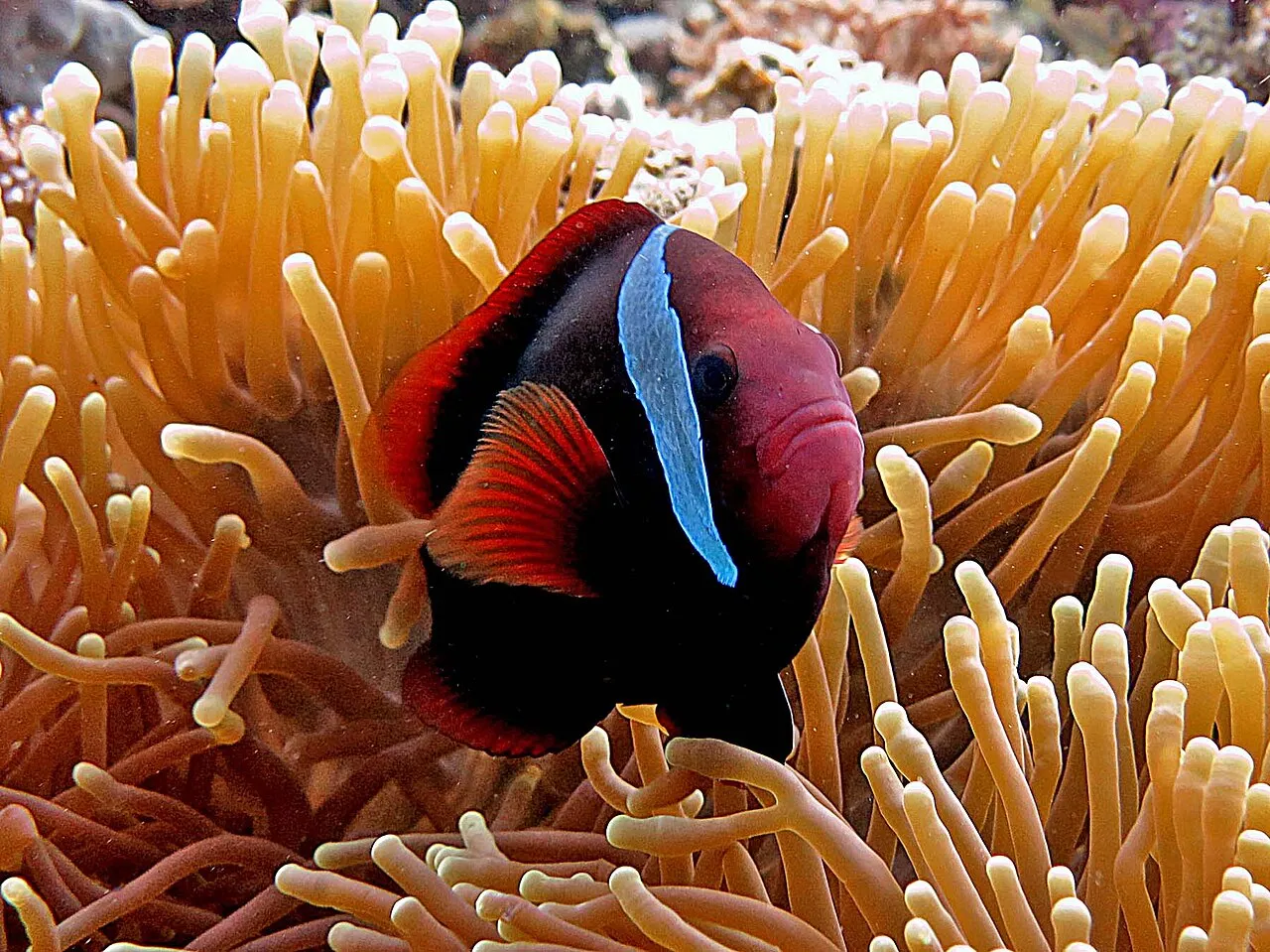 Red fish on coral reef