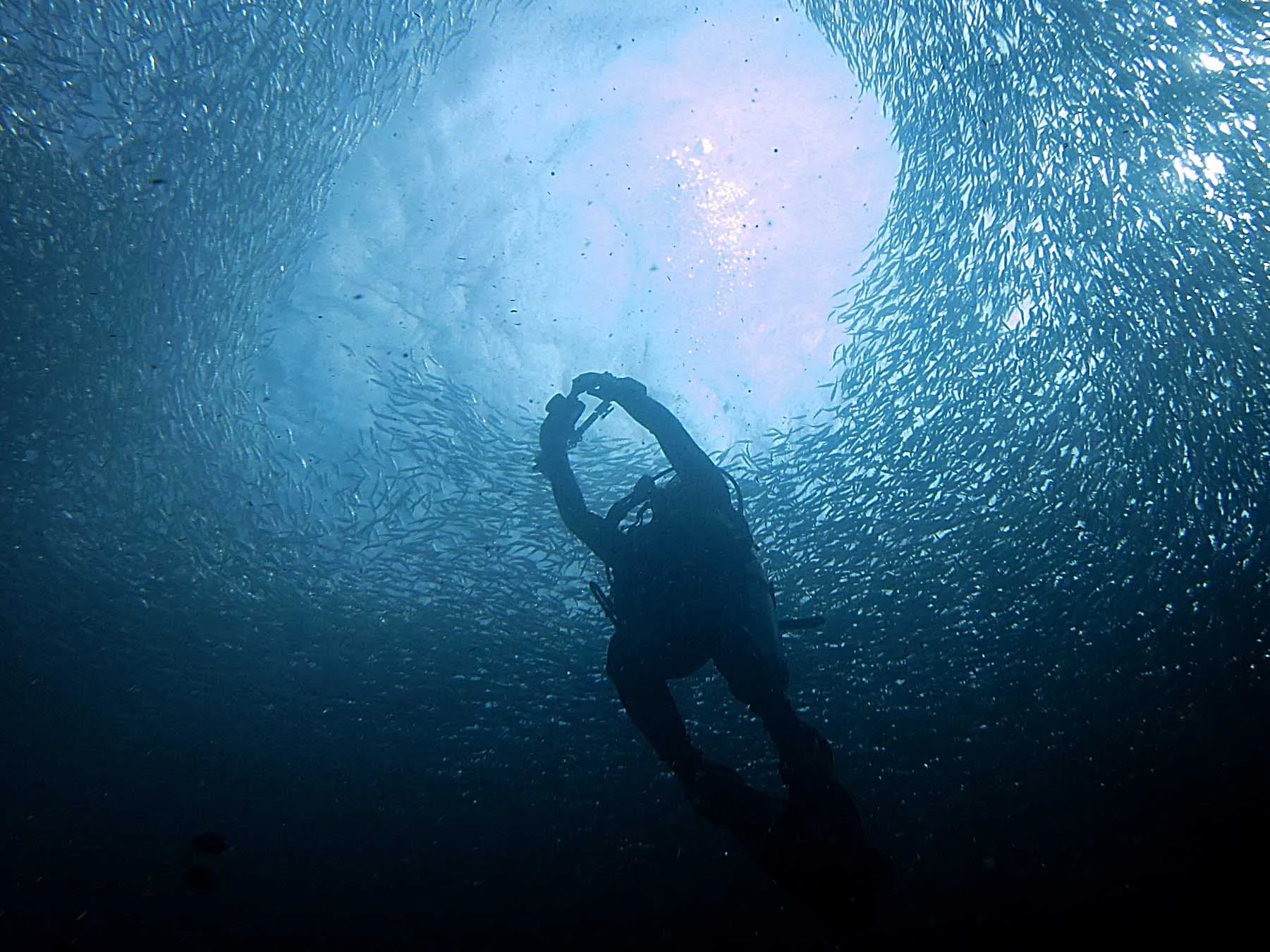 Sardine run at Panagsama Beach