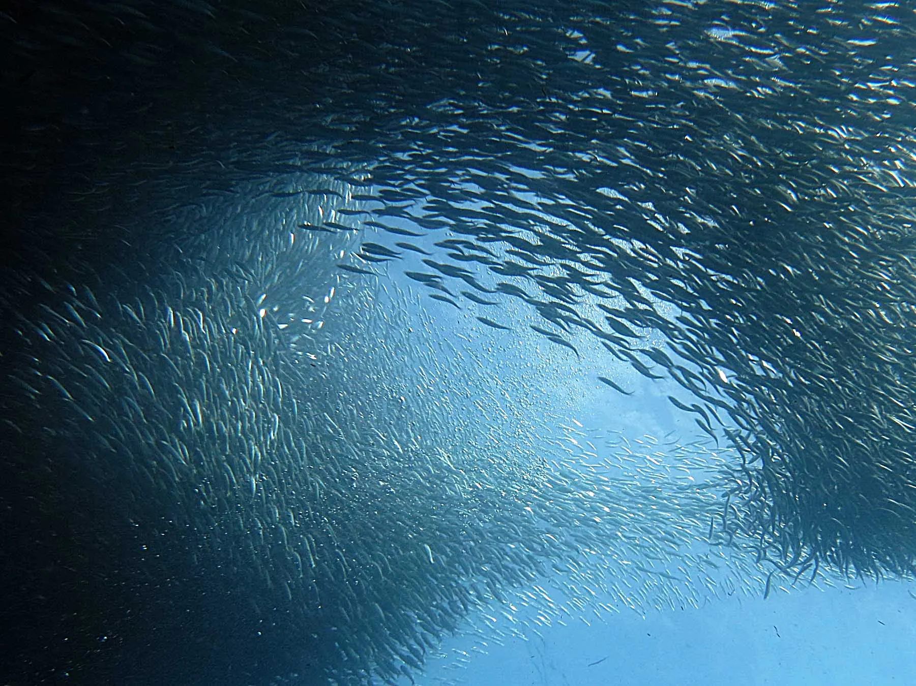 Diving with sardines in Moalboal