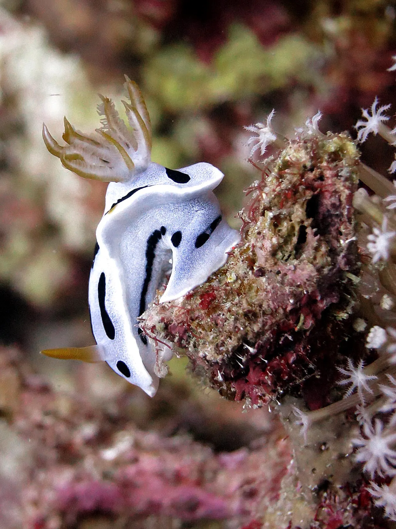Colorful nudibranch sea slug