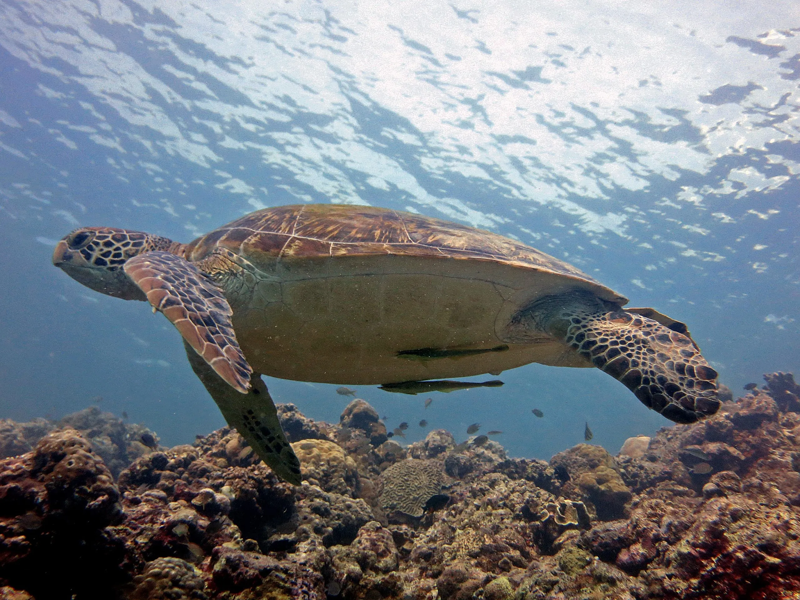 Sea turtle swimming in Moalboal