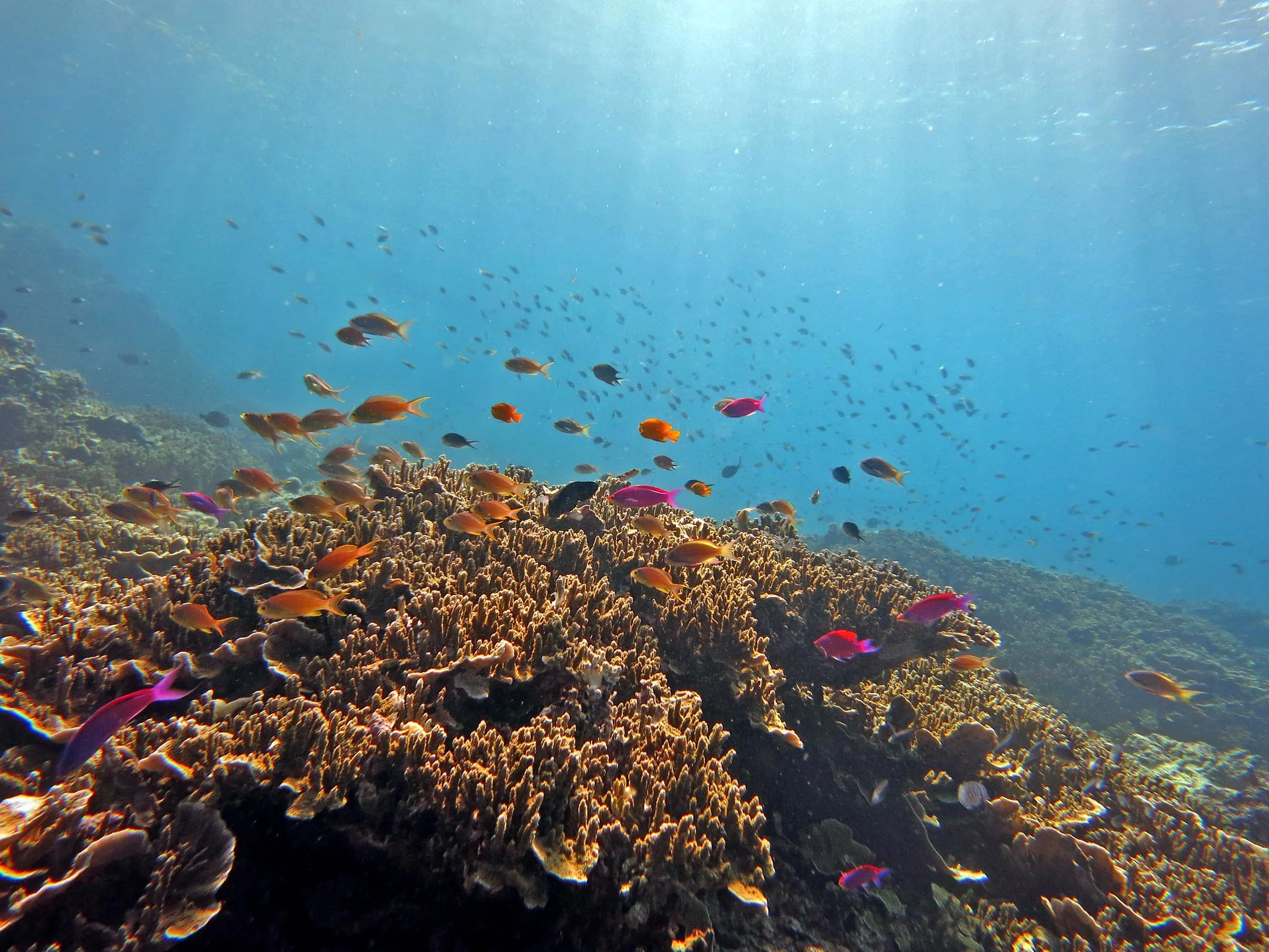 Colorful anthias fish swimming over coral reef in Moalboal